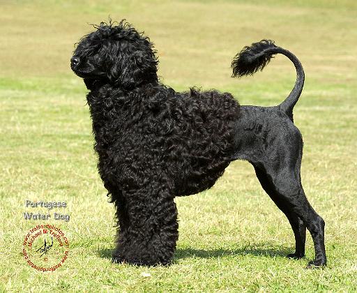 Portuguese Water Dog 9R023D-115.JPG